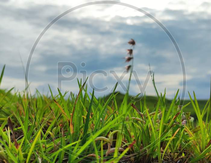 grassland, countryside, grass, grass field, mountain, mountain view, mountain grass, mountain view, macro grass photo