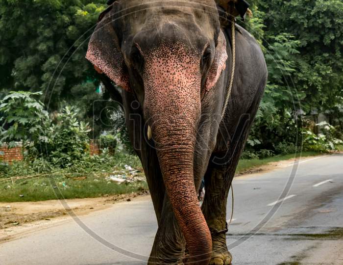 Man with elephant