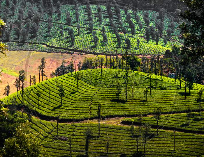 Tea estates of tamilnadu valparai