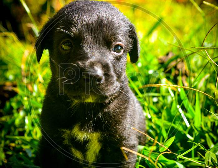 The black puppie with white spots on it's chest this photography shows the nature and it's creatures