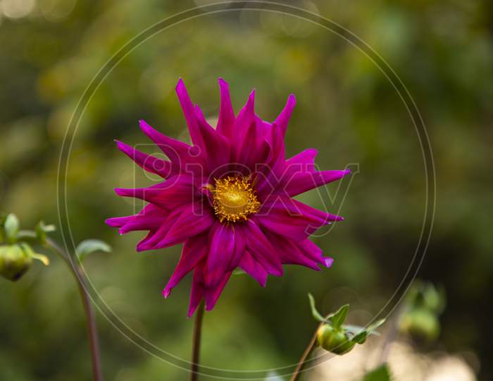 Beautiful Dalia Flower in the garden