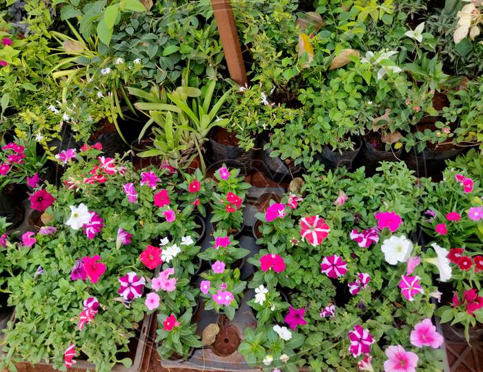 Beautiful Small Flower And Important Commercial Plants In A Nursery For Sale