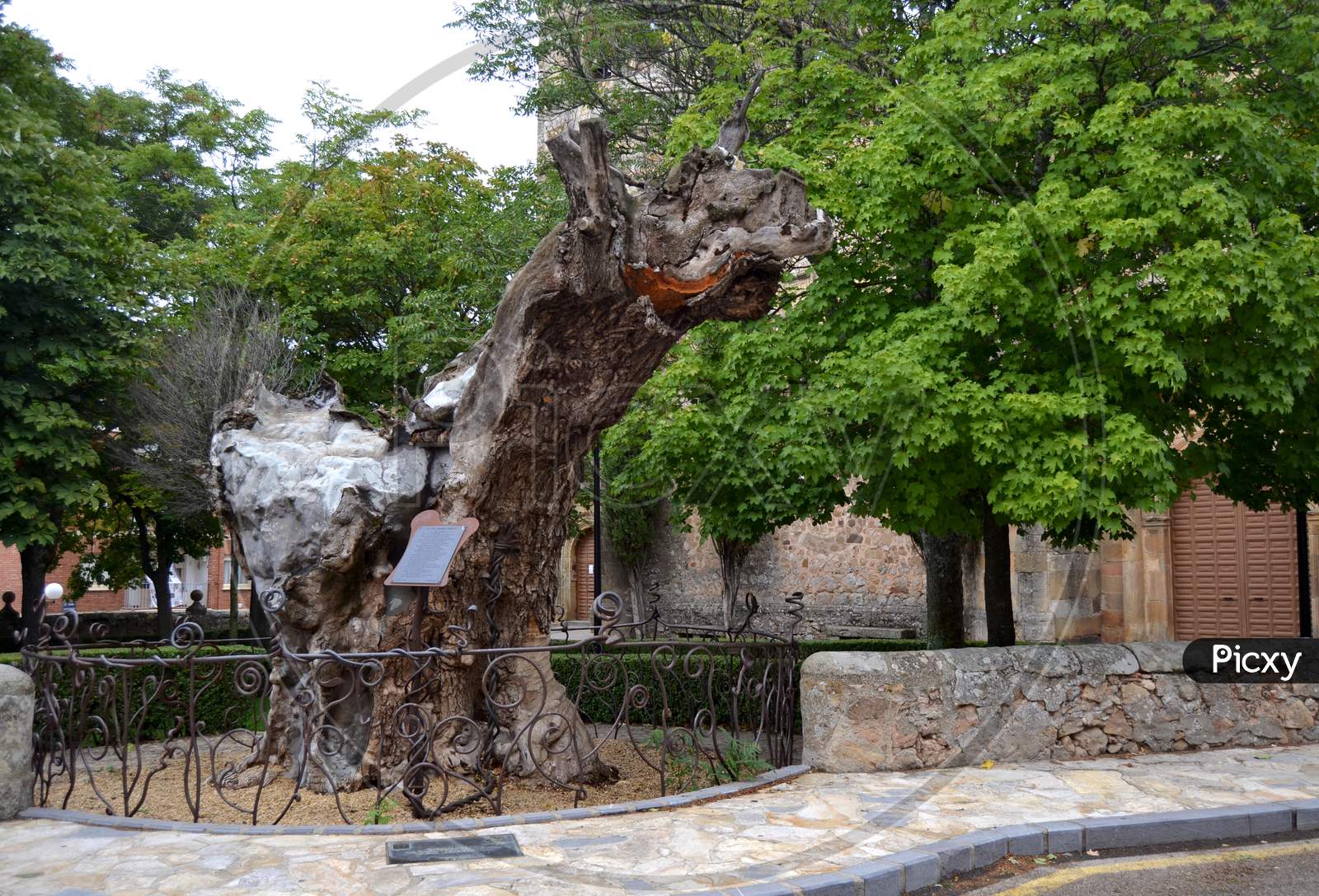 Monument In Homage To A Dry Elm Tree To Which The Writer Antonio Machado Dedicated A Poem