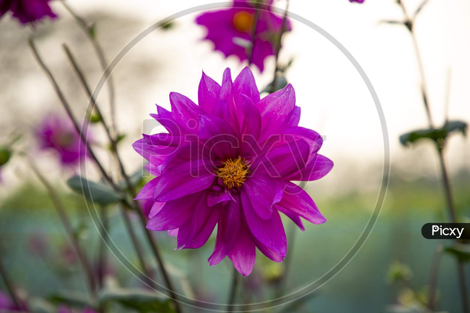 Beautiful Dalia Flower in the garden