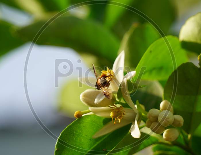 Beautiful Plants Of Citrus Or Lemon Collecting Honey Or Pollen From Aroma Flowers. Citrus Fruit Closeup.