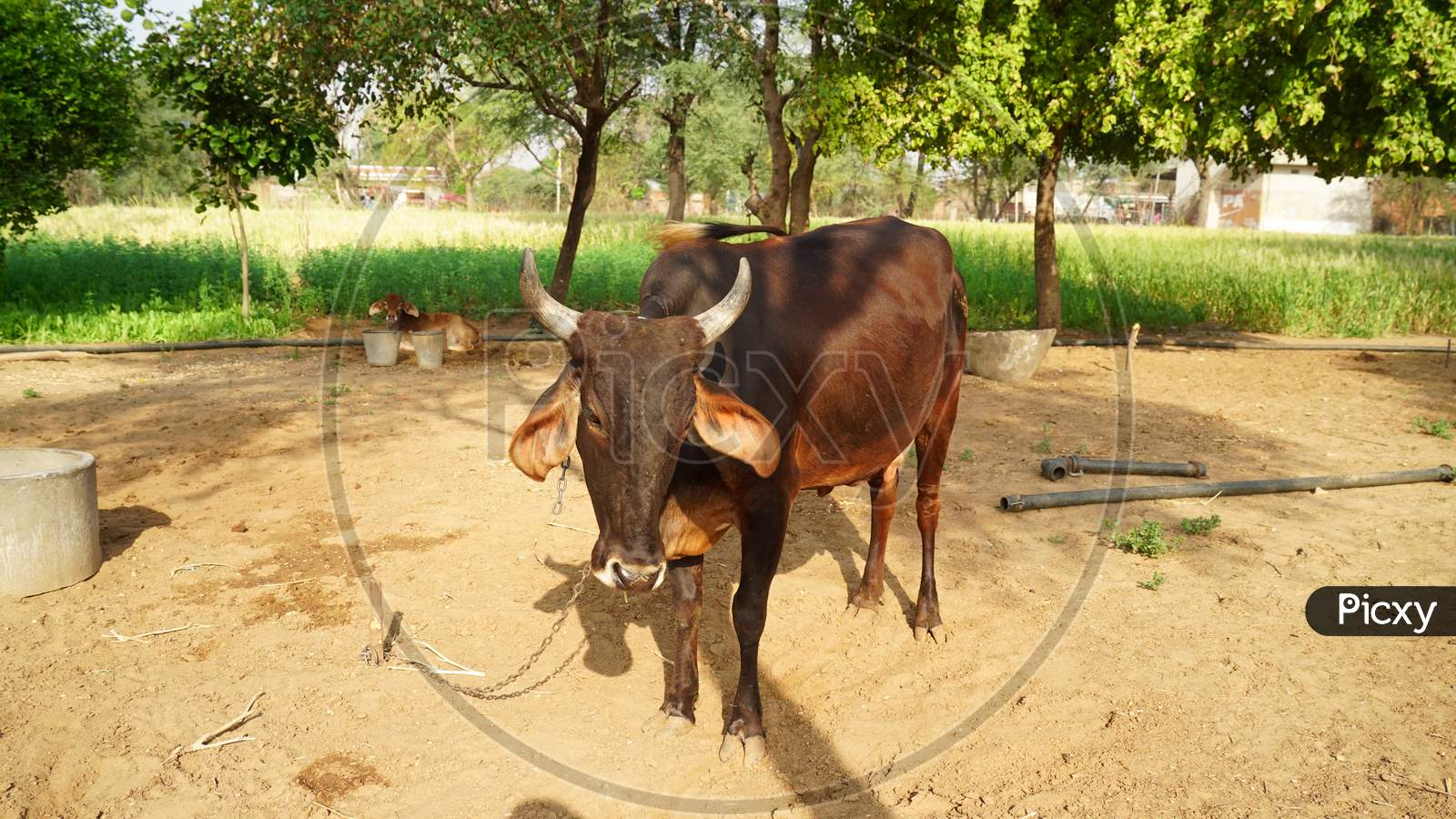 Indian Agriculture And Livestock Industry Concept. Animal Farm Closeup With A Black Cow In Sunlight.