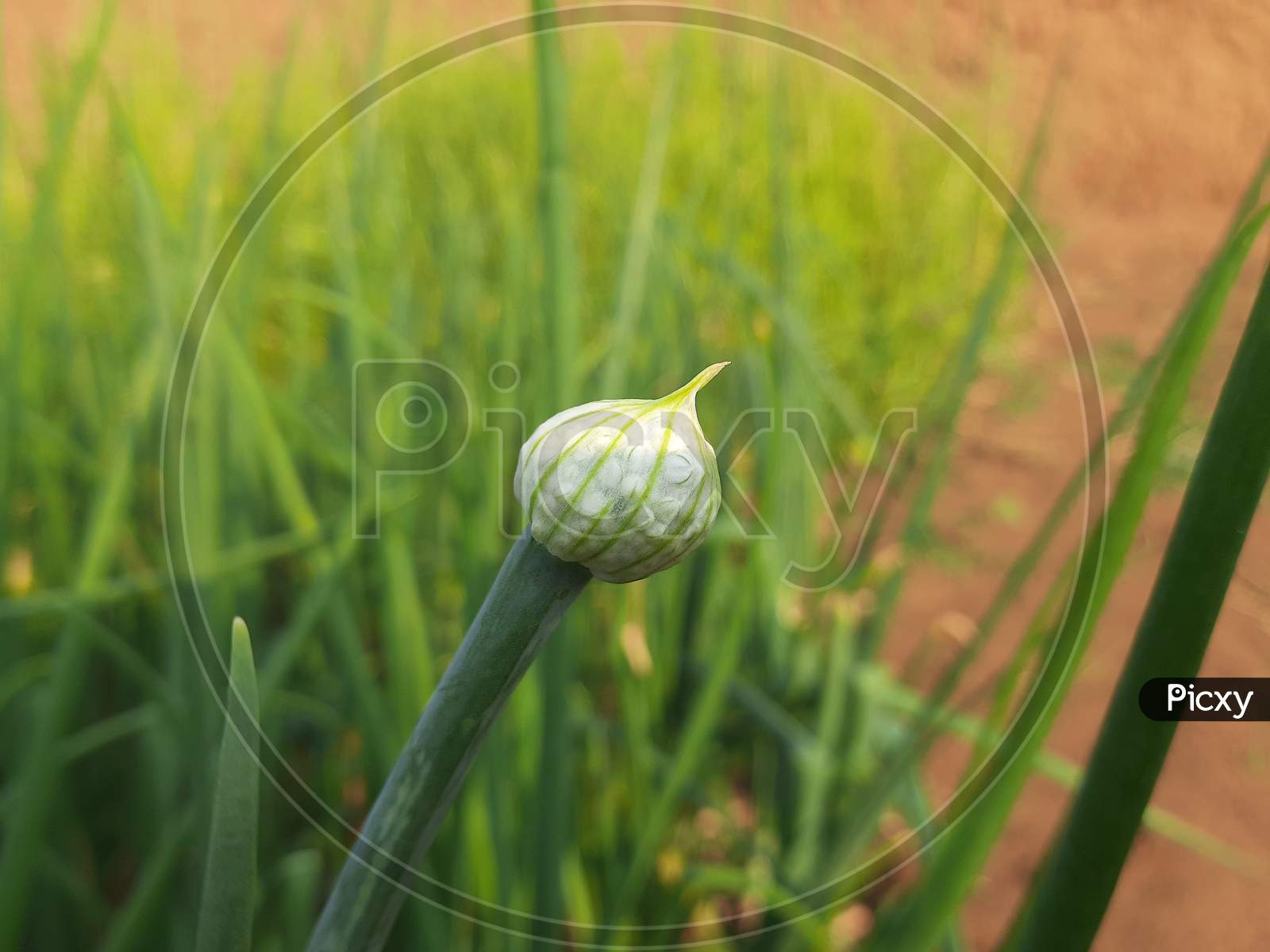 Flowering onion plant.