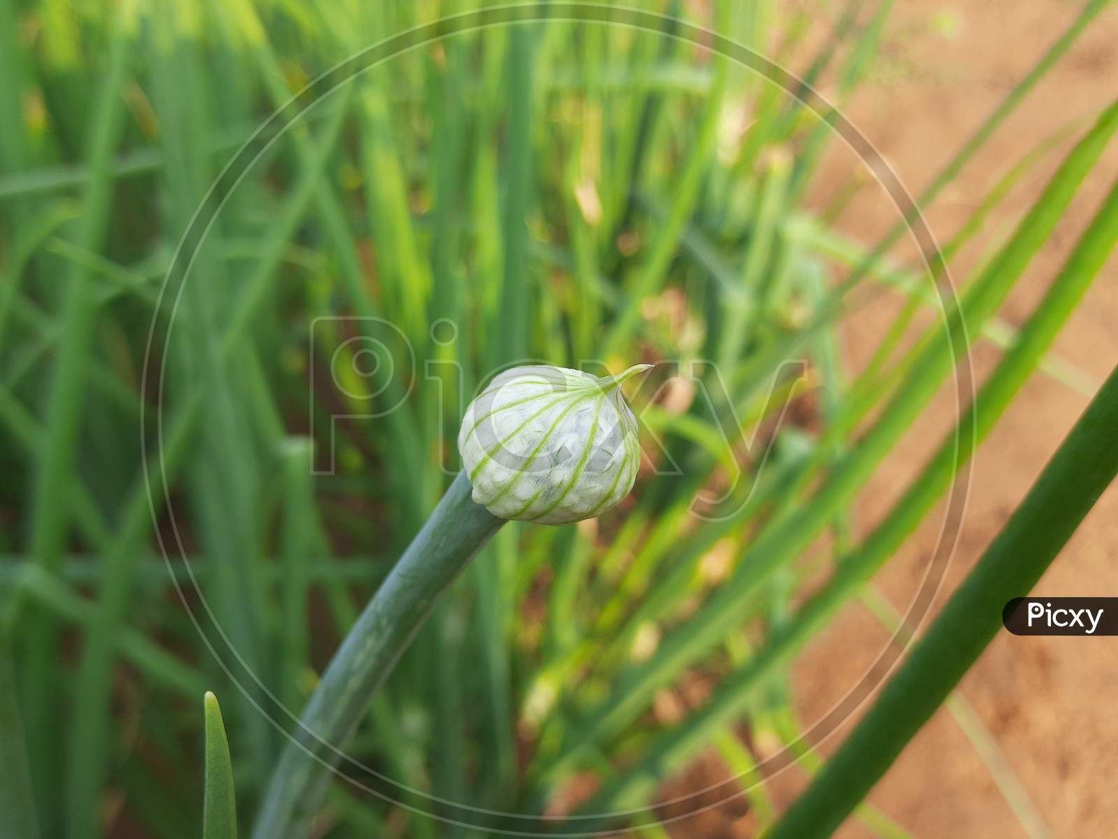 Flowering onion plant.