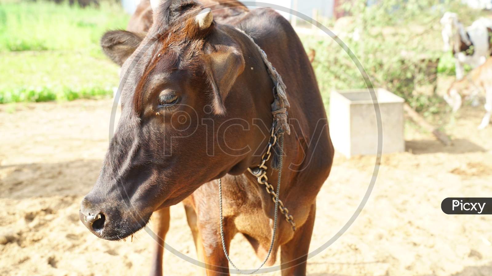 Brown Cow Standing In Sunlight In A Cow Shed Farm. Animal Farmland Closeup In North India. Animal Husbandry And Livestock Industry Concept.