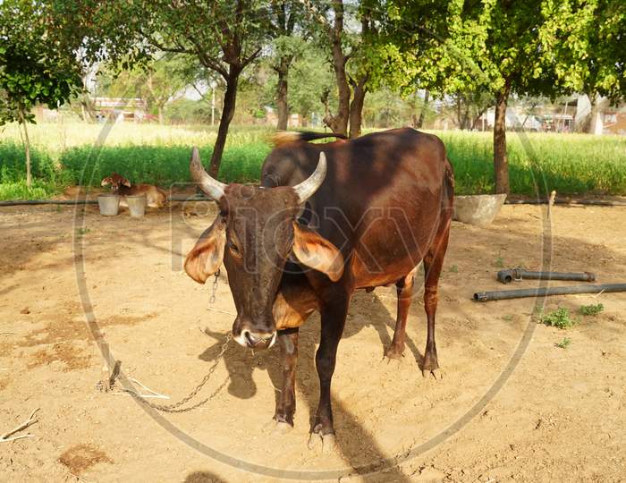 Indian Agriculture And Livestock Industry Concept. Animal Farm Closeup With A Black Cow In Sunlight.