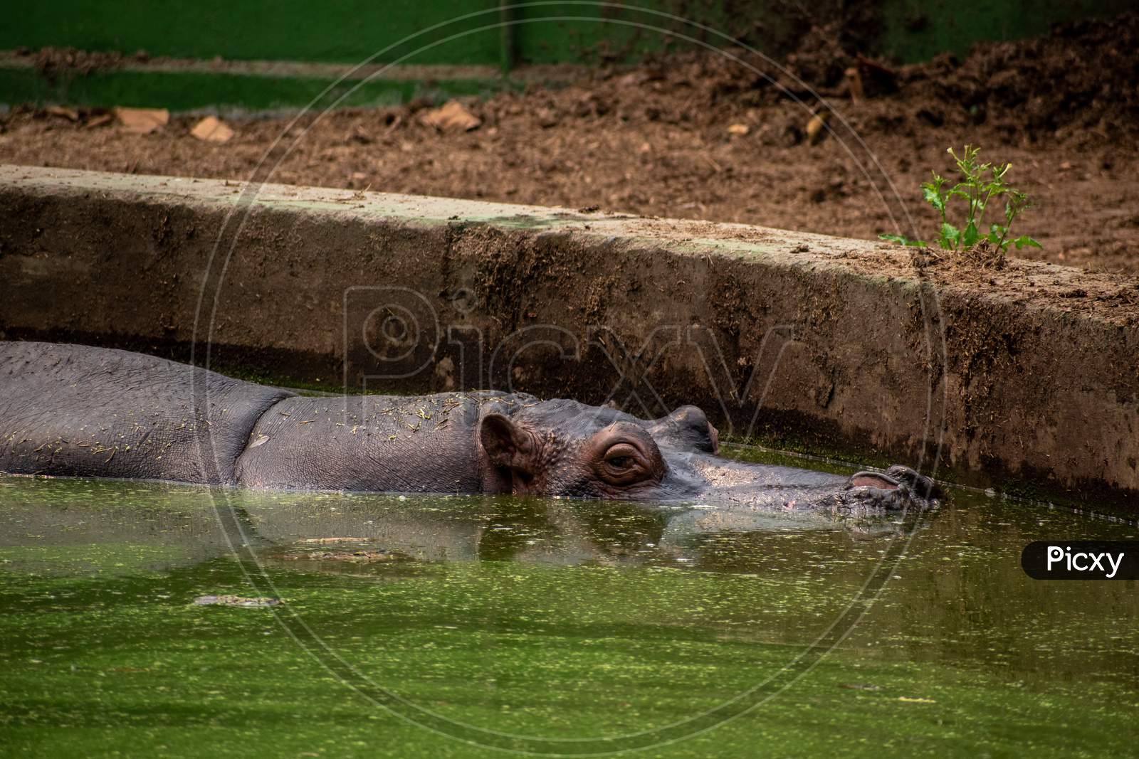 hippopotamus at Alipore zoo, Kolkata, West bengal.
