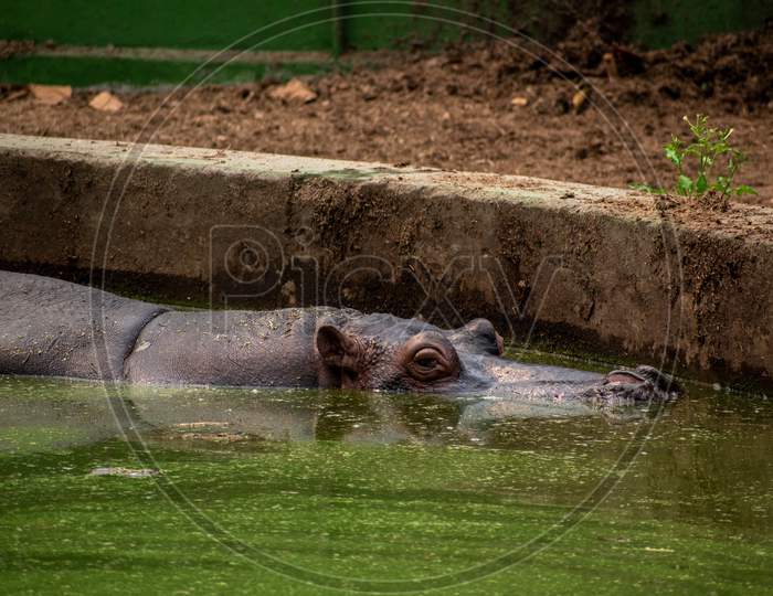 hippopotamus at Alipore zoo, Kolkata, West bengal.