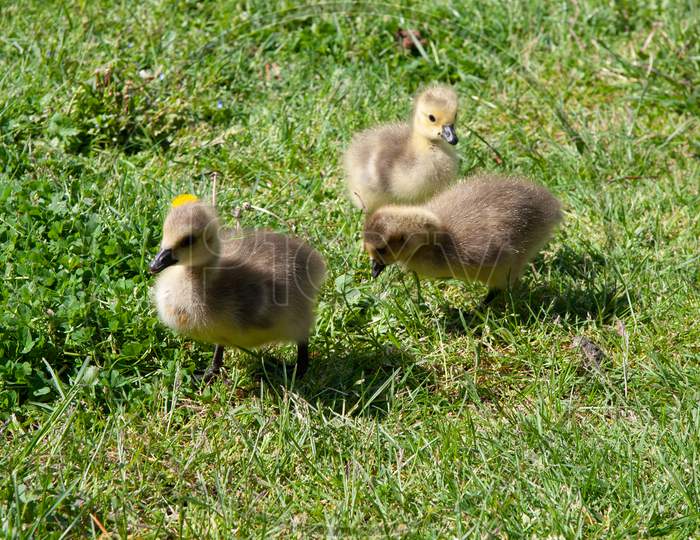 Canada Goose (Branta Canadensis) Goslings On The Banks Of The River Thames