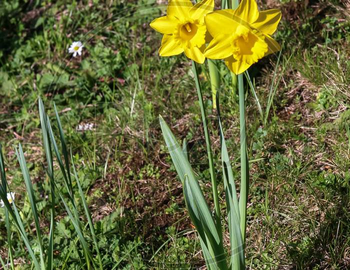 Couple Of Daffodils