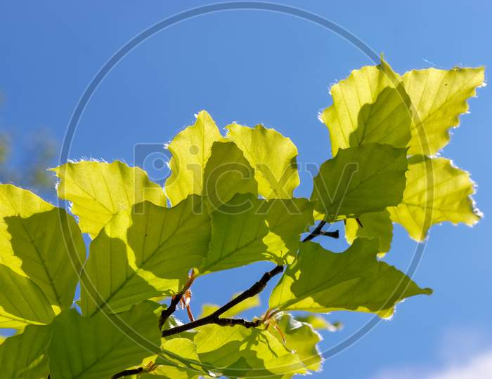 Close-Up Of Some Leaves Of A Beech (Fagaceae) Tree In An English Garden