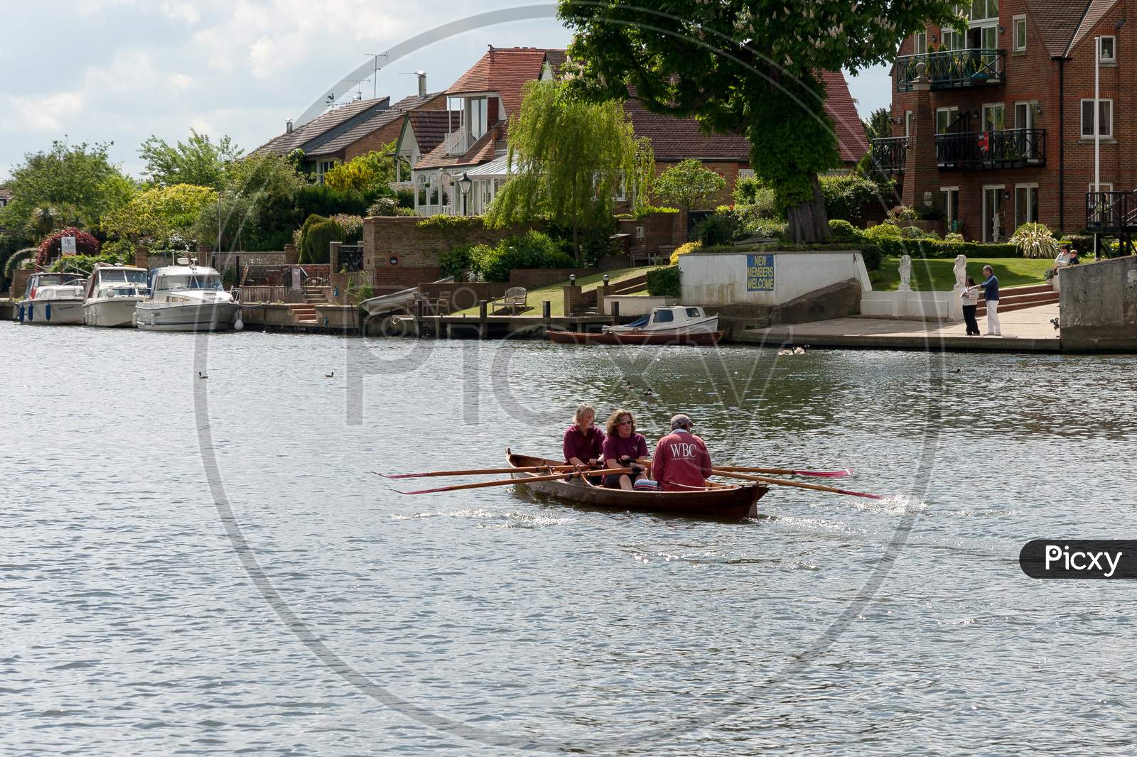 Rowing On The River Thames Between Hampton Court And Richmond