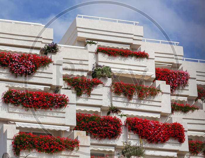 Los Gigantes, Tenerife/Spain - February 21 : Vivid Red Geraniums Hanging From Balconies On An Apartment Block In Los Gigantes Tenerife On February 21, 2011