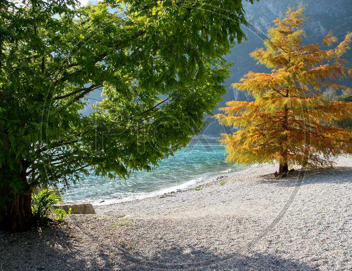 Trees At Riva Del Garda On The Shore Of Lake Garda