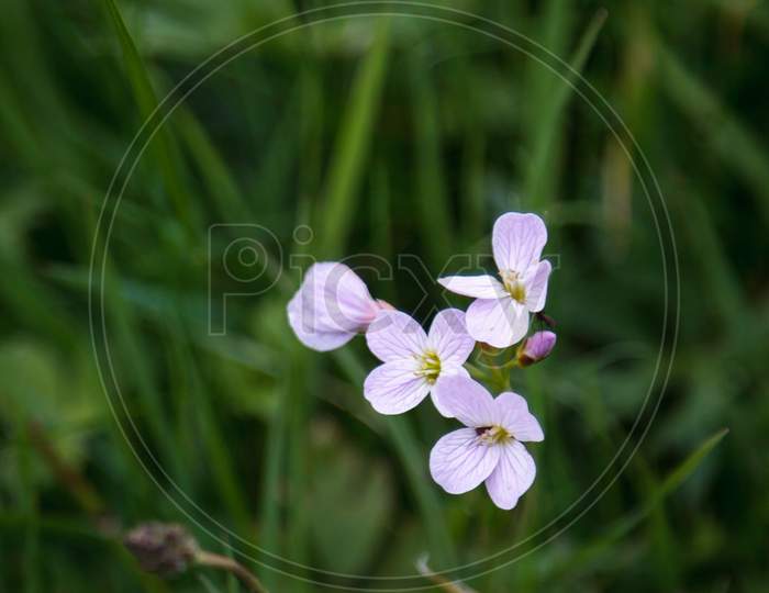 Cuckoo Flower (Cardamine Pretensis)