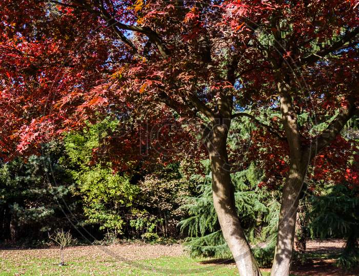 Japanese Maple (Acer Palmatum) Growing In East Grinstead