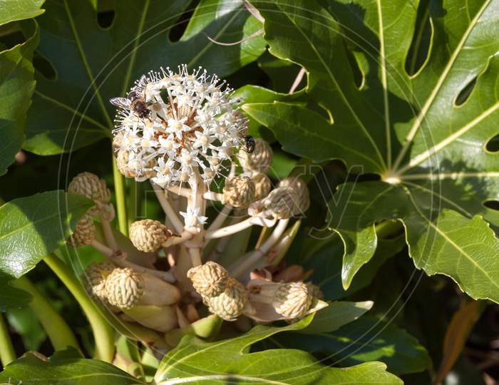 Bee And Fly Feeding On Flowering Castor Oil Plant (Ricinus Communis)