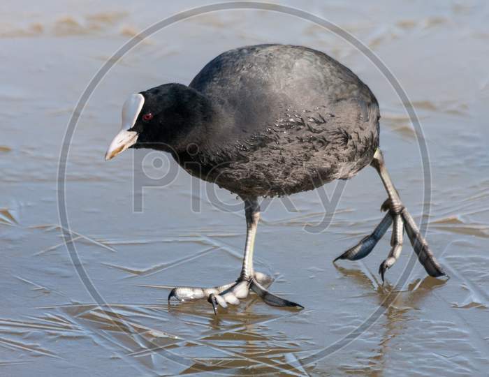 Coot (Fulcia Atra) Gingerly Walking On The Ice At Warnham Nature Reserve