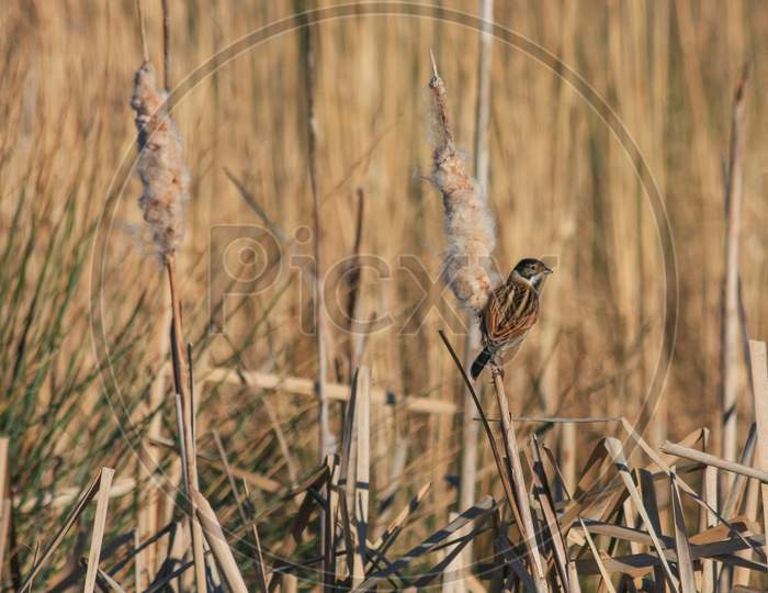 Reed Bunting (Emberiza Schoeniclus) Clinging To A Bulrush Seed Head