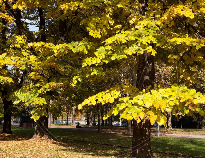 Autumn Colours In Parco Di Monza Italy
