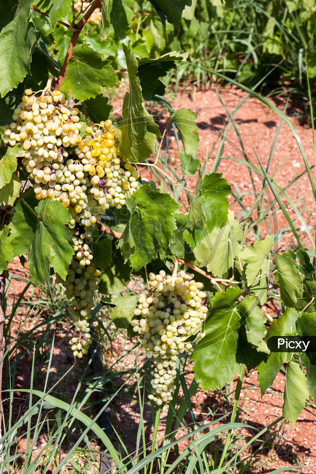 Bunches Of Grapes Ripening In The Sun