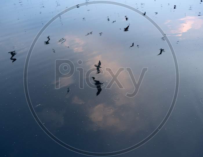 Reflection Of Seagull In Yamuna River Under Blue Sky
