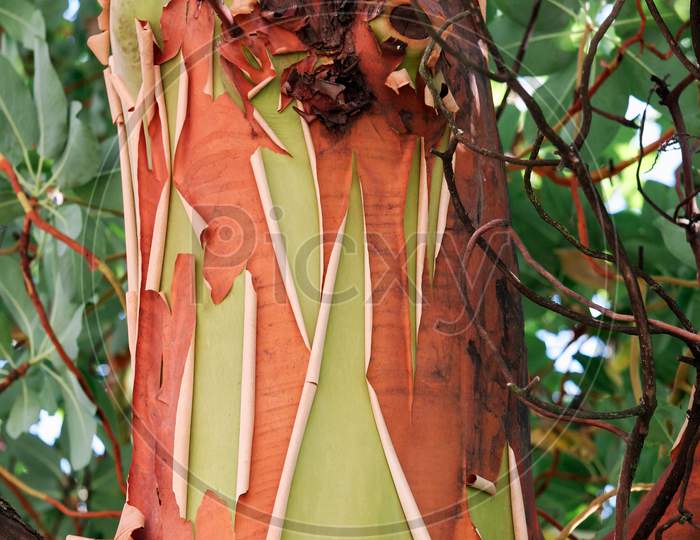 Pacific Madrona Tree (Arbutus Menziesii)