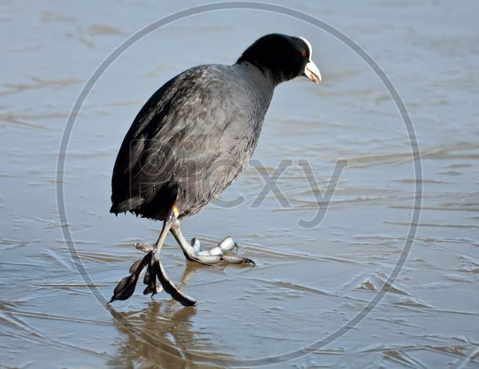 Coot (Fulcia Atra) Gingerly Walking On The Ice At Warnham Nature Reserve