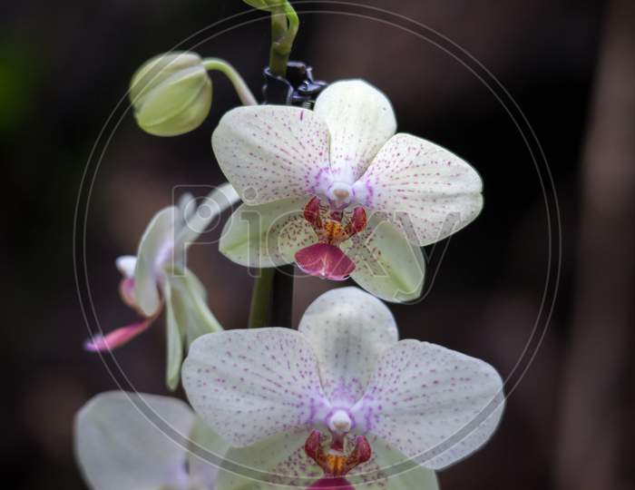 Orchid Flowering In Tenerife