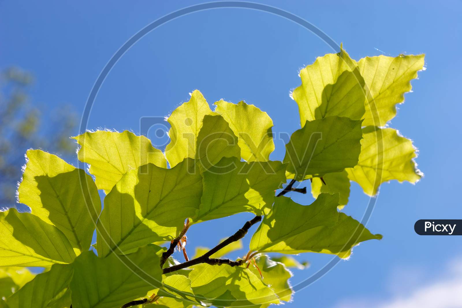 Close-Up Of Some Leaves Of A Beech (Fagaceae) Tree In An English Garden