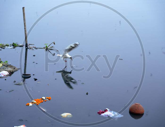 Reflection Of Seagull In Yamuna River
