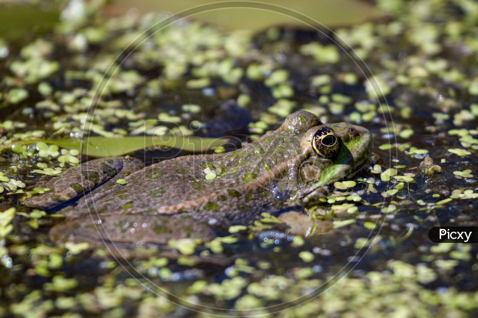 Close-Up Shot Of A Marsh Frog