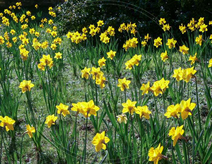Host Of Golden Daffodils