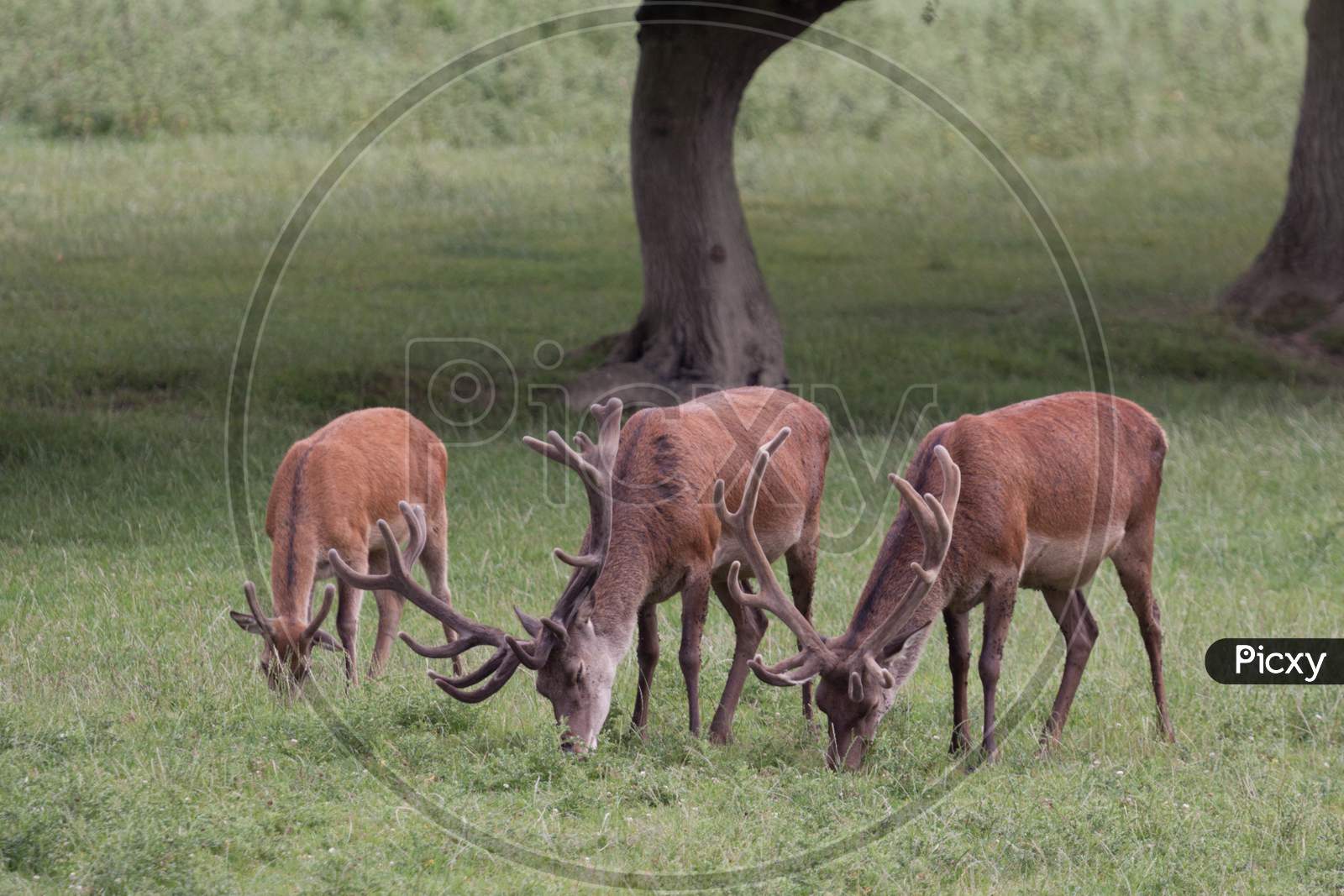 Red Deer Stags Grazing On Grassland In Surrey