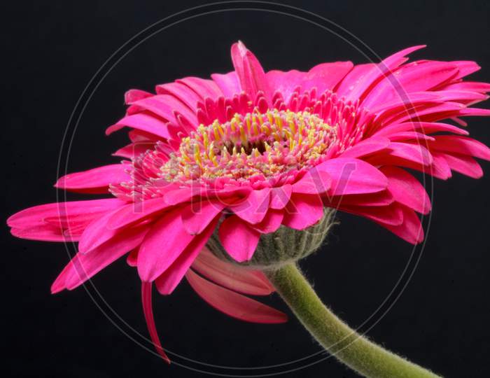 Pink Gerbera (Asteraceae)