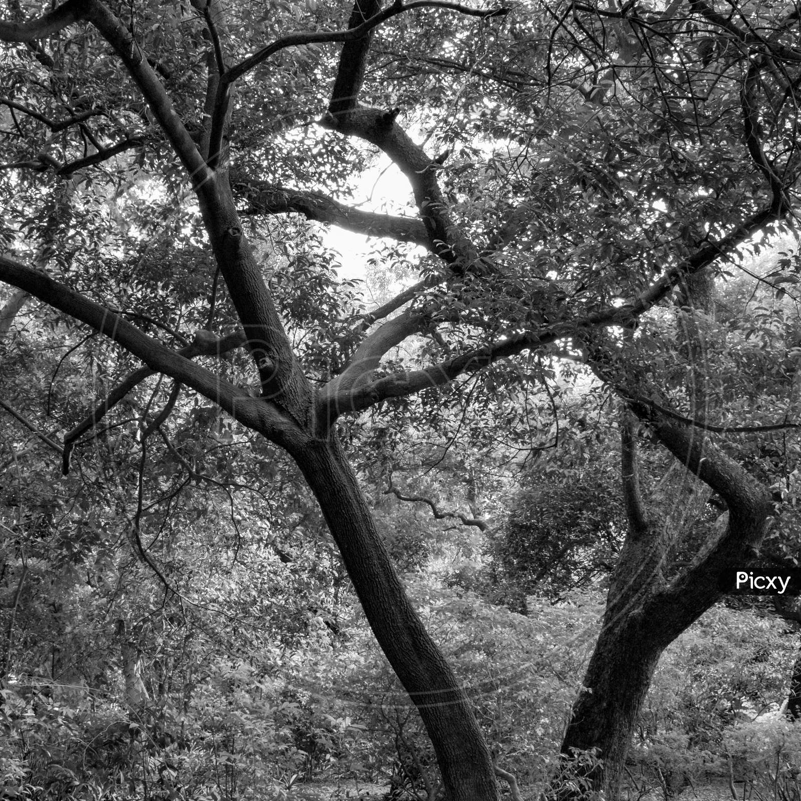 image-of-big-tree-with-branches-and-land-with-herbs-big-trees-in