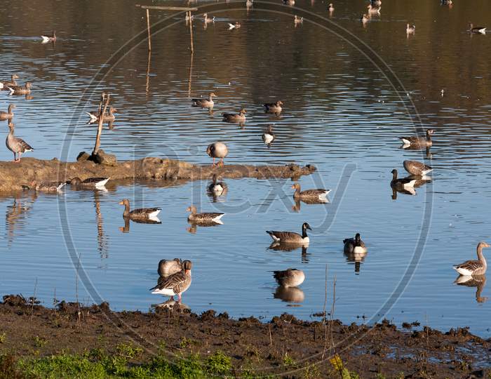 Greylag And Canada Geese At Weir Wood Reservoir