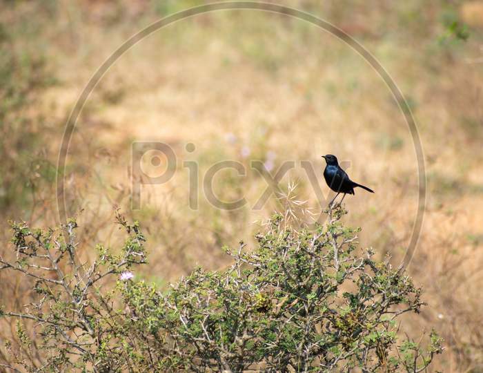 Black sparrow