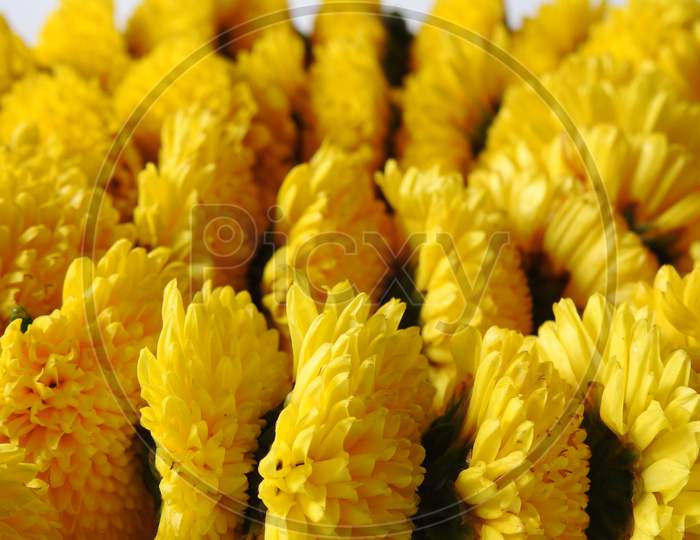Closeup and group of yellow color Indian Chrysanthemum flower garland isolated on white background