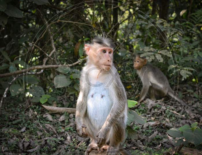 monkey in a good position to see whats happened in area