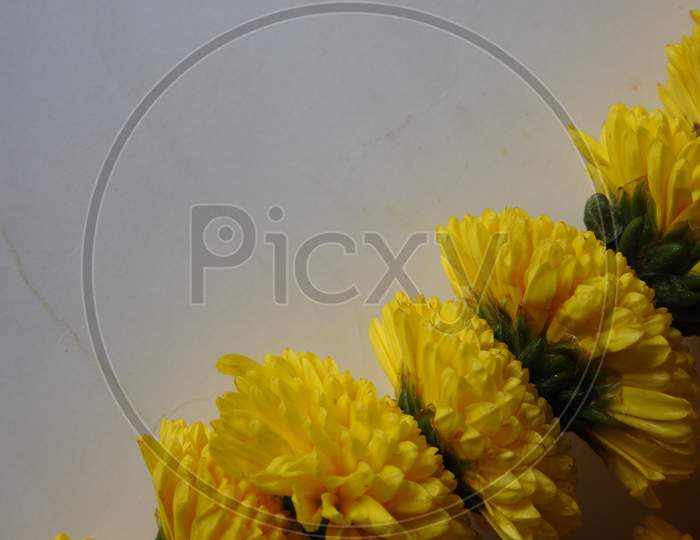 Closeup and group of yellow color Indian Chrysanthemum flower garland isolated on white background