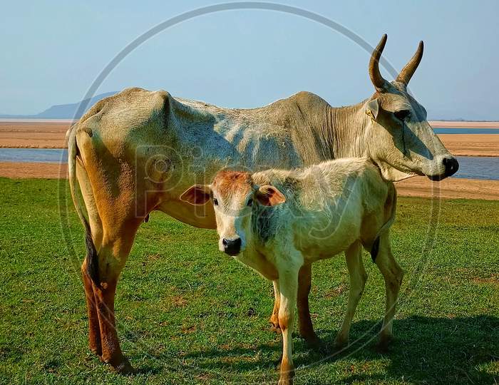Calf with her mother cow