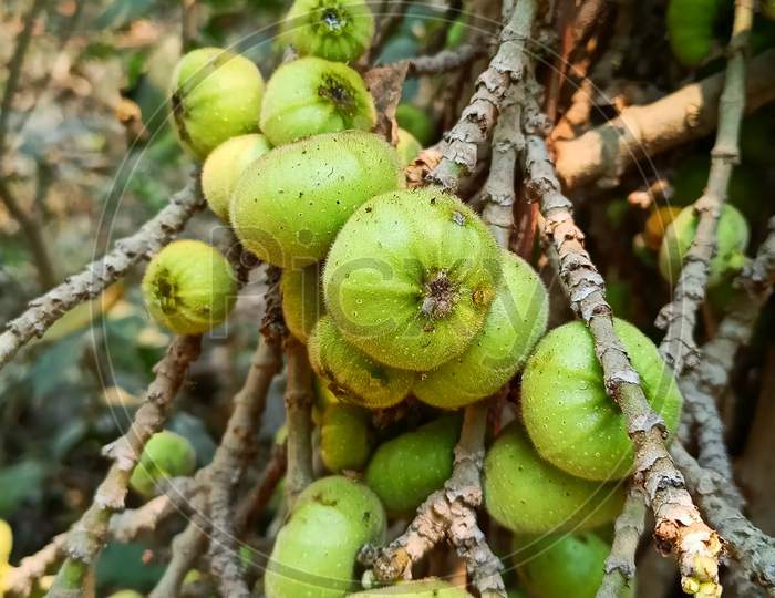 Wild fig fruit