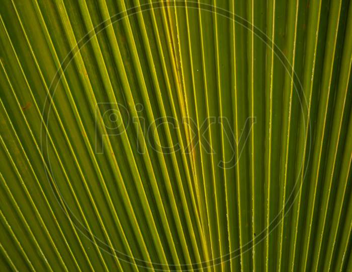 Abstract Effect With Folded Palm Leaves. Vegetable Background With Folds