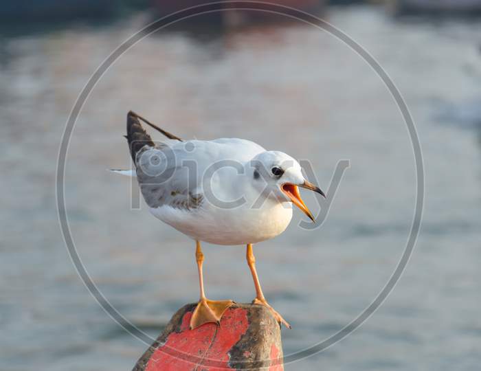 Seagull Sitting On A Nose Of A Boat