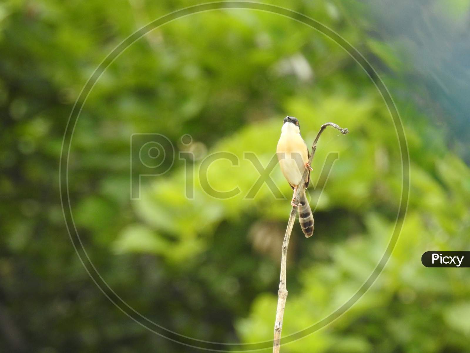 Closeup of Indian cute small Red Breasted Nuthatch Bird sitting above the stick and wire in a nature background